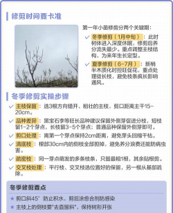 李树栽培管理要点 李树栽培管理要点