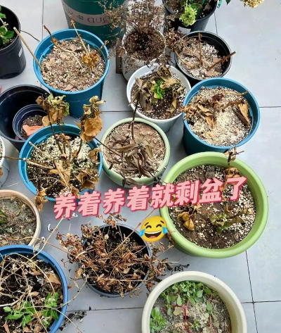 养花怎么死 养花怎么死