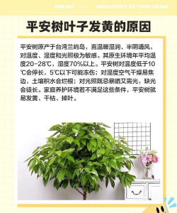 平安树叶子为什么黄 平安树叶子为什么黄