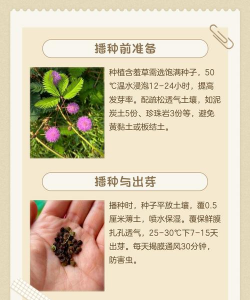 草如何自己繁殖 草如何自己繁殖