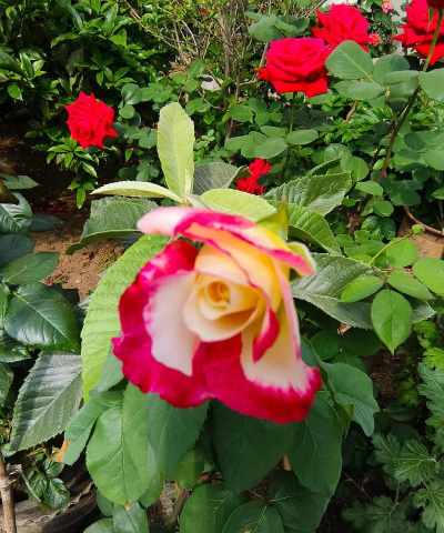 父母种花养花 父母种花养花