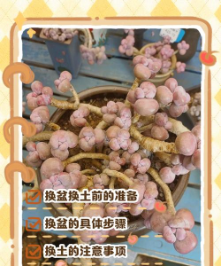 多肉换盆怎么埋根 多肉换盆怎么埋根