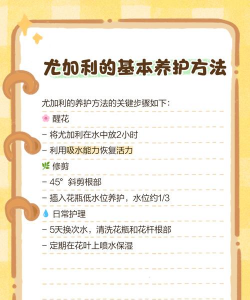 优加利植物夏季怎么养殖 优加利植物夏季怎么养殖