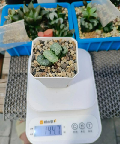 十二卷为什么不能多浇水 十二卷为什么不能多浇水