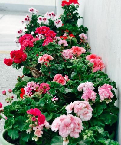 春季 养花 室外 春季 养花 室外