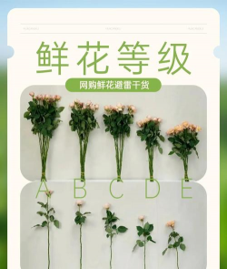 养花好评模版 养花好评模版