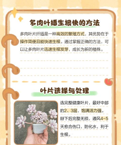 多肉叶子怎么繁殖好活 多肉叶子怎么繁殖好活