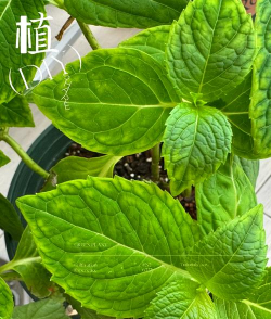 绣球冬天叶子发黄怎么办 绣球冬天叶子发黄怎么办