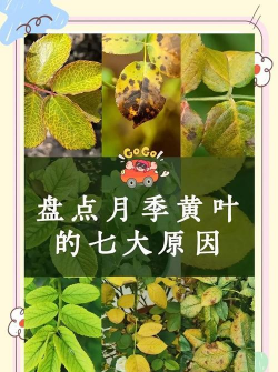 为什么有些花叶子有黄点 为什么有些花叶子有黄点