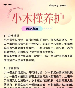 如何培养花木 如何培养花木