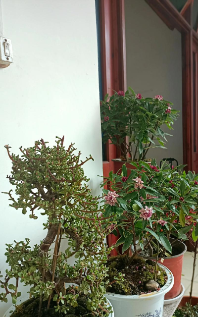 老天爱养花 老天爱养花