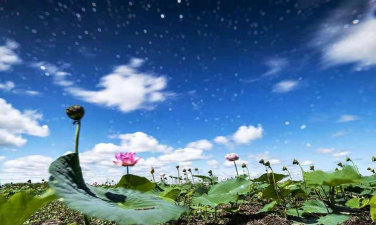 密山养花的 密山养花的