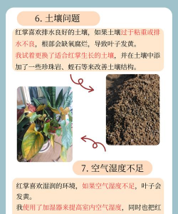 红掌叶子枯黄怎么办 红掌叶子枯黄怎么办