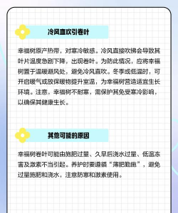 幸福树为什么叶子会卷 幸福树为什么叶子会卷