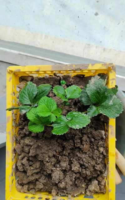 草莓怎么种种到什么地方 草莓怎么种种到什么地方