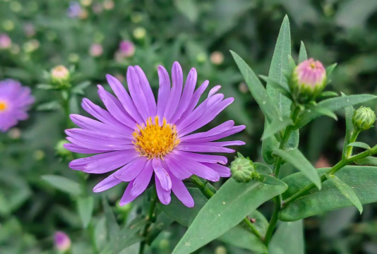 养花紫色小花 养花紫色小花