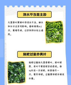 九里香为什么不长叶子 九里香为什么不长叶子