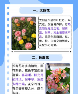 对象不会养花 对象不会养花