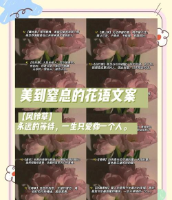 养花漂亮文案 养花漂亮文案