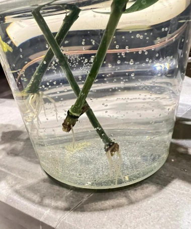 泡沫养花发根 泡沫养花发根