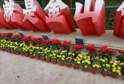 冬天政府部门摆什么花好 冬天政府部门摆什么花好