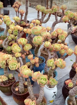 碧桃多肉不长怎么办 碧桃多肉不长怎么办