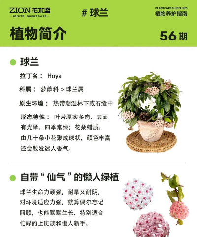 球兰怎么培育新品种 球兰怎么培育新品种