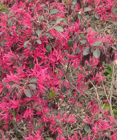 怎么区分红花继木品种 怎么区分红花继木品种