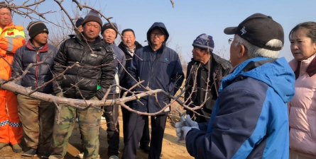 生产优质苹果的修剪技术 生产优质苹果的修剪技术