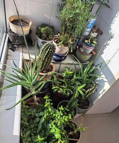 自己房子养花 自己房子养花