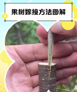 果树苗木嵌芽接技术 果树苗木嵌芽接技术