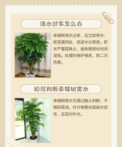 室内树木幸福树怎么养 室内树木幸福树怎么养