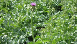 水飞蓟机械化栽培技术 水飞蓟机械化栽培技术