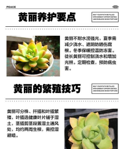 多肉黄丽在夏季怎么养护 多肉黄丽在夏季怎么养护