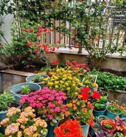 爷爷喜欢养花 爷爷喜欢养花