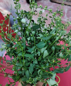 半枝莲的养殖方法 半枝莲的养殖方法