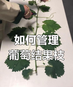 葡萄新梢摘心技术 葡萄新梢摘心技术