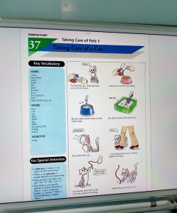 养花养猫英语 养花养猫英语