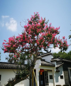 新洲养花的 新洲养花的