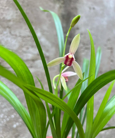 贵妃爱养花 贵妃爱养花