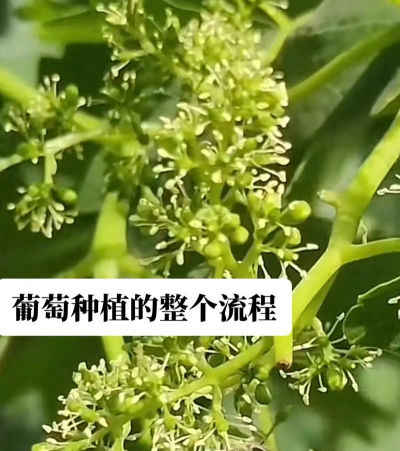 南方特早熟无核葡萄密植栽培技术 南方特早熟无核葡萄密植栽培技术