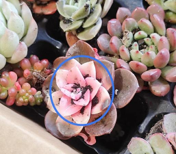 多肉翡翠景天发白怎么办 多肉翡翠景天发白怎么办