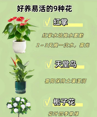 花怎么养的好能不能介绍 花怎么养的好能不能介绍