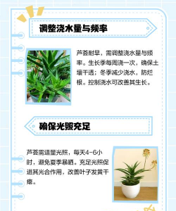 芦荟四周有点枯萎怎么办 芦荟四周有点枯萎怎么办