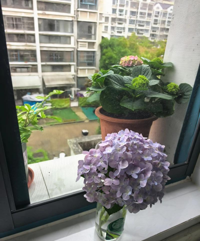 旧窗户养花 旧窗户养花