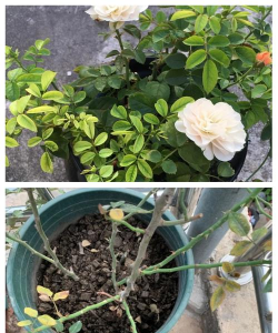 月季花叶子不亮怎么办 月季花叶子不亮怎么办