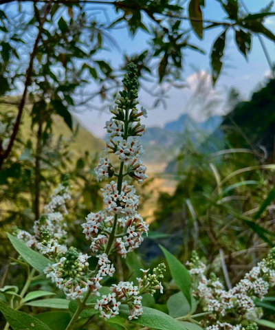 蒙蒙的养花 蒙蒙的养花