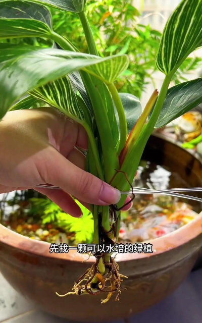 鱼缸养花素材 鱼缸养花素材