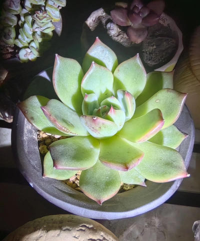 水蜜桃 多肉怎么养 水蜜桃 多肉怎么养