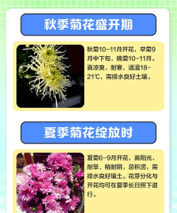 菊花怎么开花 菊花怎么开花